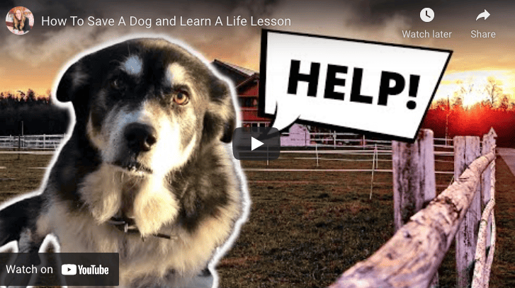 How to Save A dog & Learn a Life Lesson